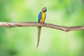 Yellow-blue macaw parrot standing on the branchesÃ¢â¬â¹ withÃ¢â¬â¹ greenÃ¢â¬â¹ blurÃ¢â¬â¹ background. Royalty Free Stock Photo